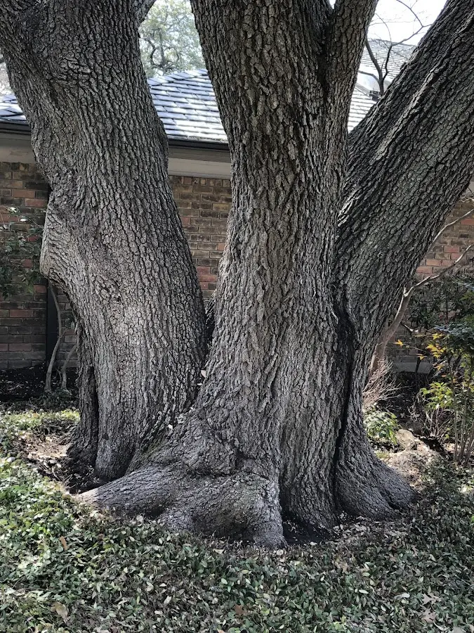 Mature heritage tree close to a Mount Kisco property cared for by certified arborists